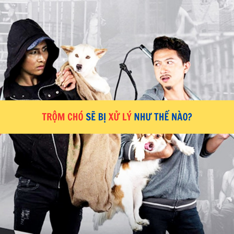 Trộm ch&oacute; sẽ bị xử l&yacute; như thế n&agrave;o?