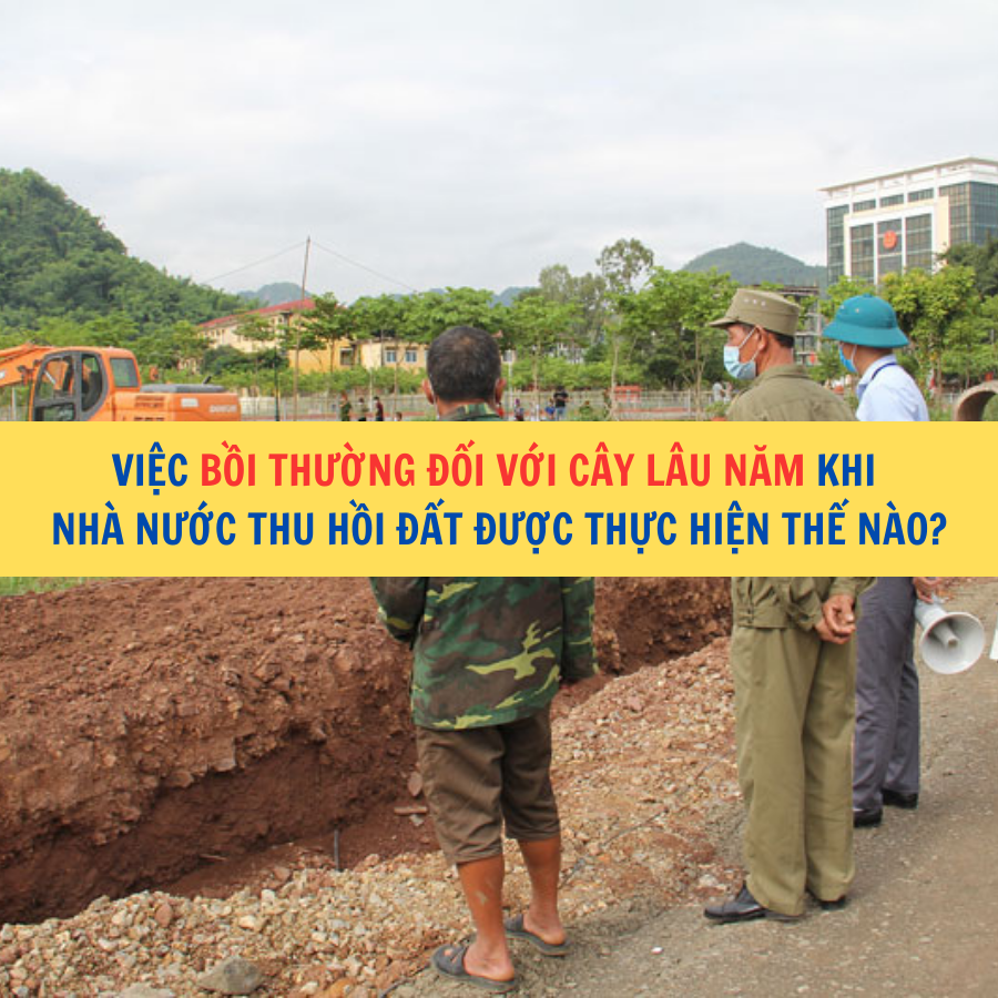 Việc bồi thường đối với c&acirc;y l&acirc;u năm khi Nh&agrave; nước thu hồi đất được thực hiện thế n&agrave;o?