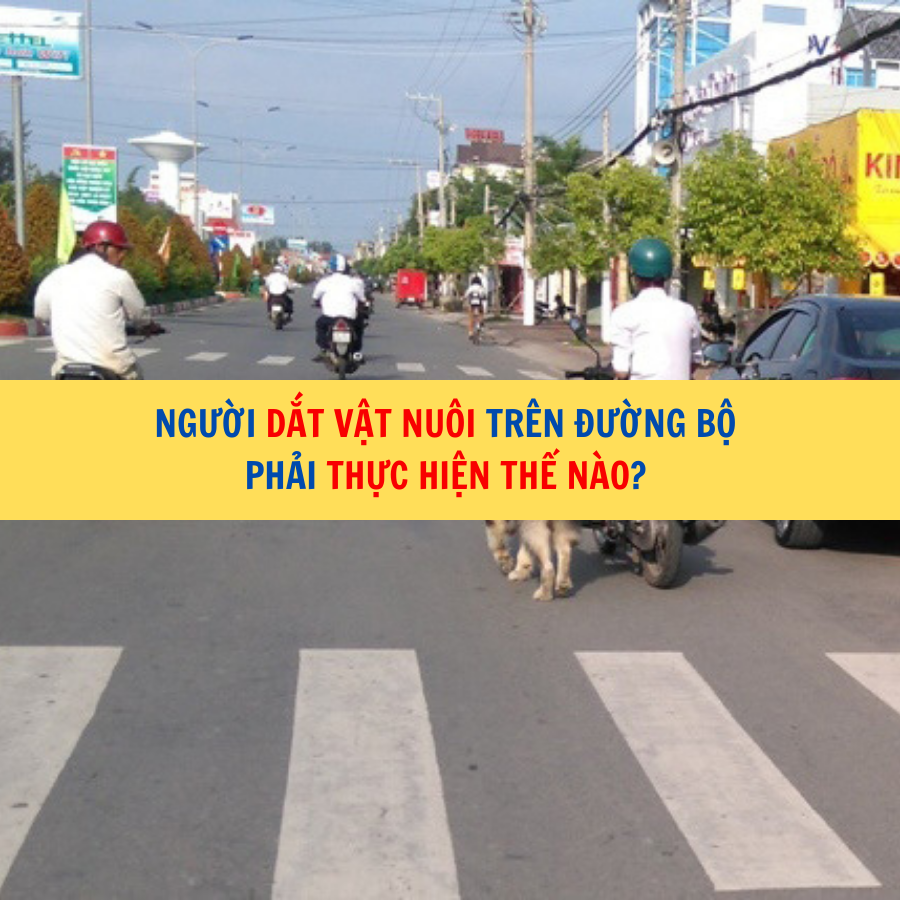 Người dắt vật nuôi trên đường bộ phải thực hiện thế nào? 