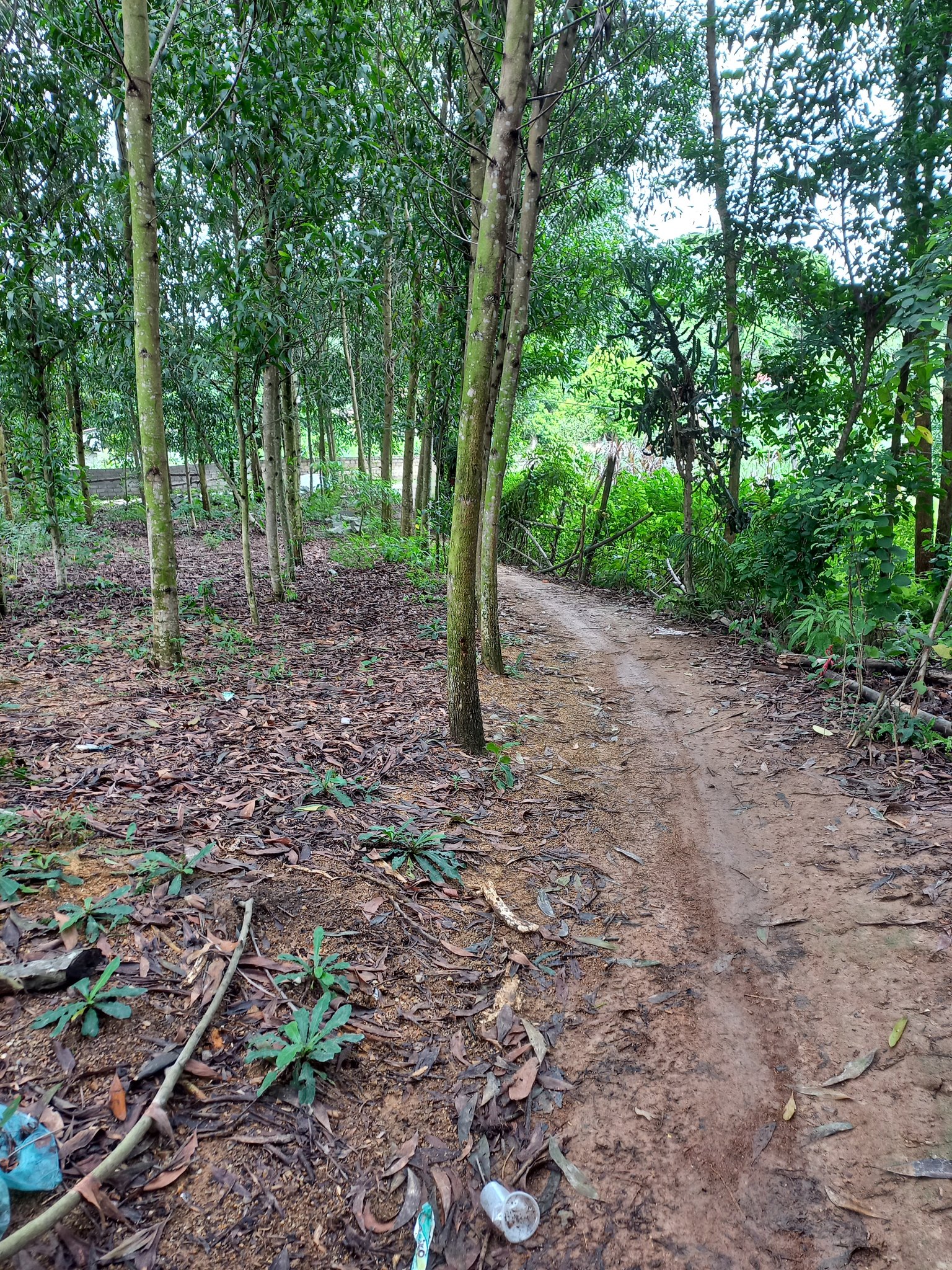 Luật sư và hành nghề