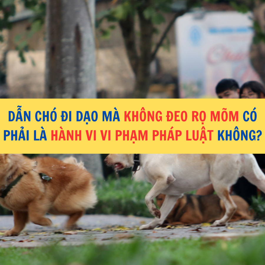  Dẫn chó đi dạo mà không đeo rọ mõm có phải hành vi vi phạm pháp luật không?